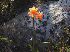 Watsonia stenosiphon