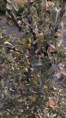 Pyrus elaeagrifolia
