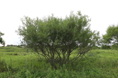Salix miyabeana