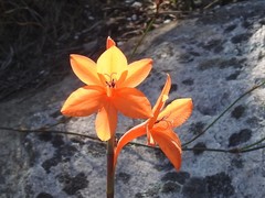 Watsonia stenosiphon