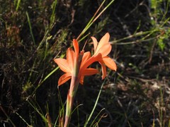 Watsonia stenosiphon