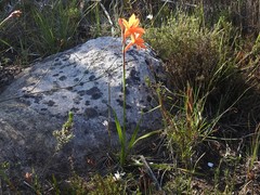 Watsonia stenosiphon