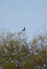 Corythaixoides concolor concolor