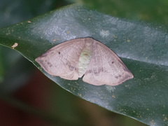 Arctornis plumbacea