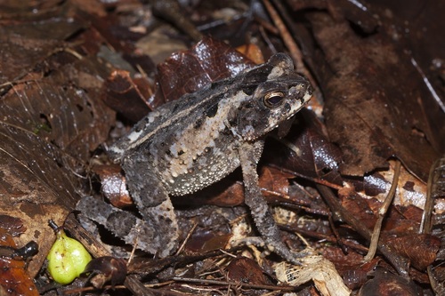 Atlantic Forest Toad, Incilius melanochlorus