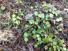 Nertera dichondrifolia