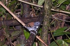 Hylophylax naevioides