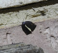 Hemonia micrommata