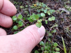 Nertera dichondrifolia