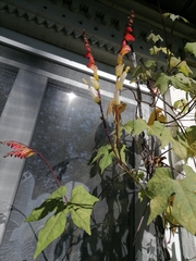 Ipomoea lobata