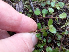 Nertera dichondrifolia