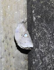 Pterogonia cardinalis