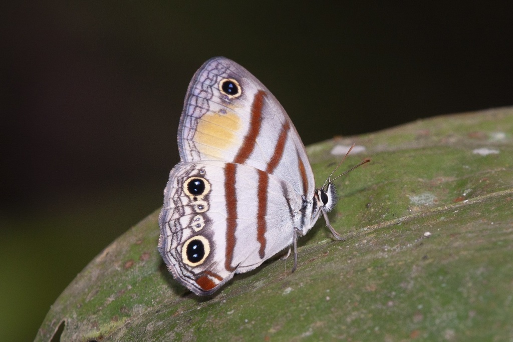 Cissia labe
