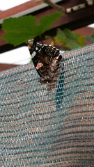 Vanessa atalanta