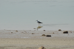 Himantopus himantopus