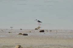 Himantopus himantopus