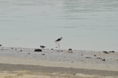 Himantopus himantopus