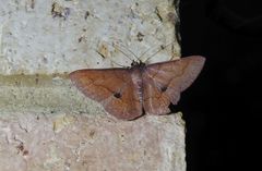 Physetostege miranda