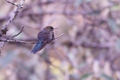 Chalcostigma stanleyi