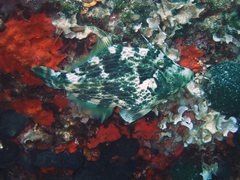 Stephanolepis diaspros