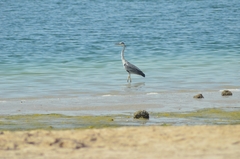 Ardea cinerea