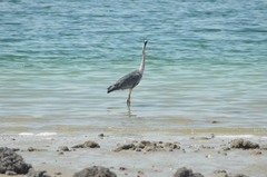 Ardea cinerea