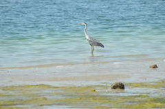 Ardea cinerea