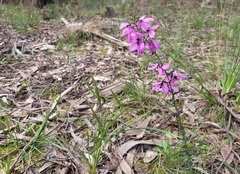 Tetratheca pilosa