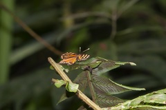 Eresia ithomioides alsina