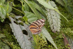 Eresia ithomioides alsina