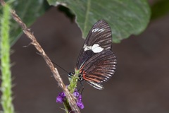 Heliconius doris viridis