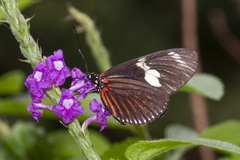 Heliconius doris viridis