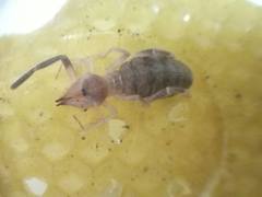 Ammotrechidae