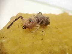Ammotrechidae
