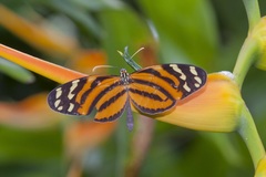 Melinaea lilis imitata