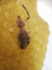 Ammotrechidae