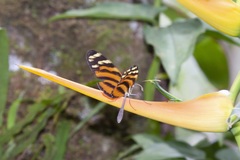 Melinaea lilis imitata