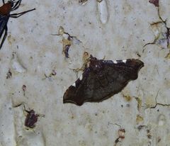 Corgatha dichionistis