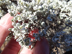 Cratystylis conocephala