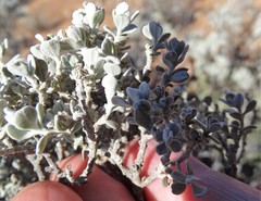 Cratystylis conocephala