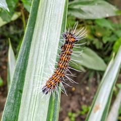 Lepidoptera