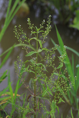Veronica anagalloides