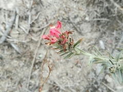Castilleja lanata