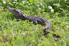 Alligator mississippiensis image