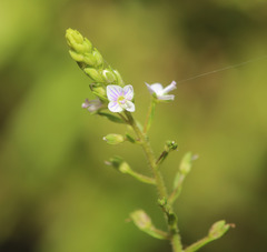 Veronica anagalloides