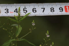 Veronica anagalloides