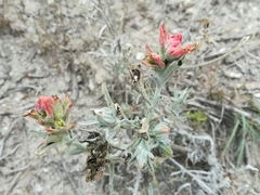 Castilleja lanata