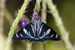 Jemadia pseudognetus