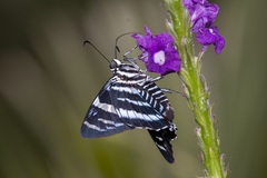 Jemadia pseudognetus