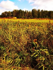 Phragmites australis altissimus